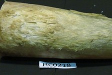 Hill Country Cow Horns Large