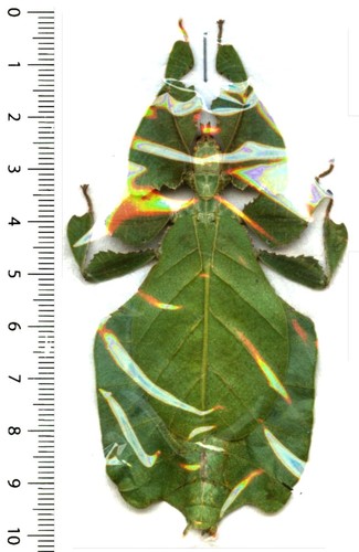 Phyllidae phyllium - -,