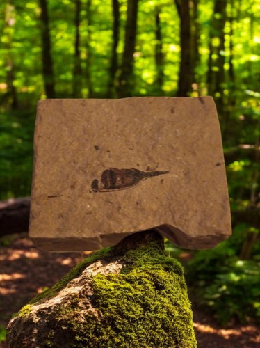 Fossile feuille sur - de, plaque