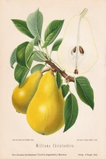 Williams Christ Poires Fruits Pomologie Litho Lithographie 1890