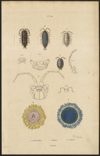1839 gravure aquarellée - 1839,