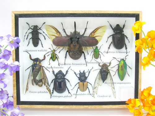 Insectes exotiques réel - 3d,