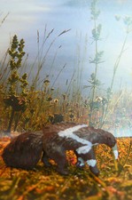 BRITAINS : CIRQUE ANIMAUX SAUVAGES TRES BEAU PETIT FOURMILLIER