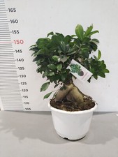 PLANTE - BONSAÏ FICUS GINSENG