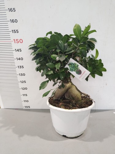Plante bonsaï ficus ginseng - plante,