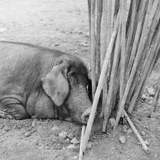 Photo papier  argentique