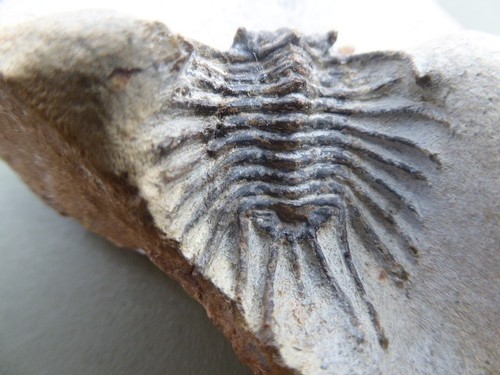 Trilobite alnif - trilobite,