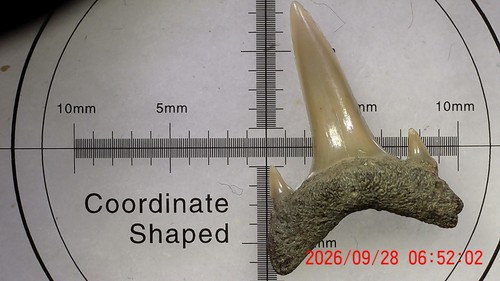Shark tooth dent requin - shark,