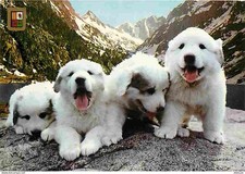 Carte postale animaux - animaux,
