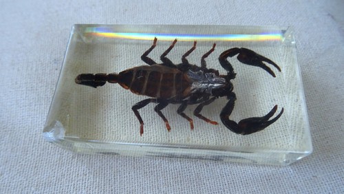 Scorpion inclusion resine - inclusion, en