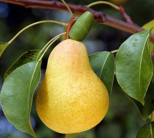 Eau vie poire william - de,