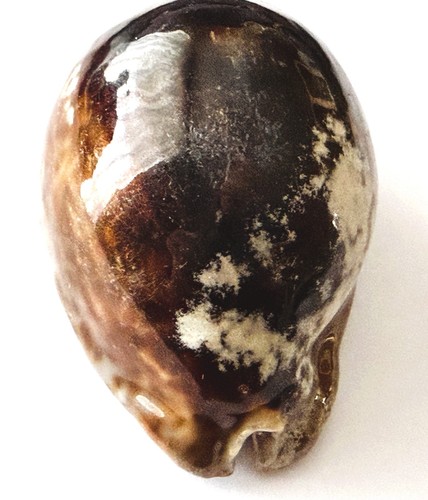 Rare cypraea stercoraria trona - rare,