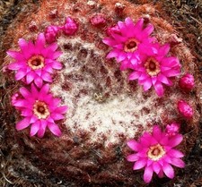 Melocactus brederooianus 10