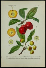 1898ca - Pommier ornemental -