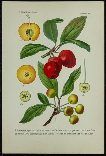 1898ca pommier ornemental - -,