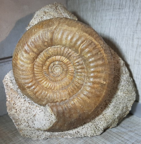 Ammonite perisphinctes - perisphinctes, sp