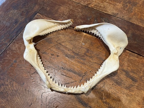 Mâchoire requin bel état - de,