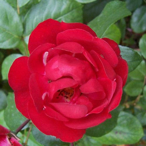 Rosa red bells rosier - bells',