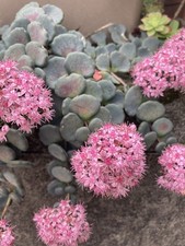 5 Plants Ou Boutures De Sedum Sieboldii Plante succulente