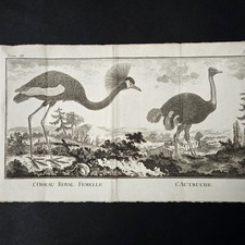 Gravure XVIIIè Autruche Grue
