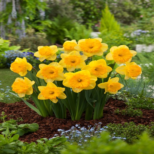 Bulbes narcisses - bulbes,