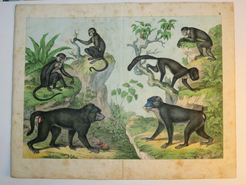 Rare grande gravure aquarellee - grande,