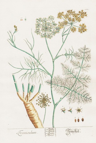 Foeniculum fenouil épices - foeniculum,