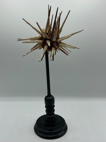 Rare oursin prionocidaris - rare,