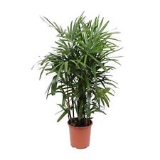 Rhapis Excelsa - Steckenpalme