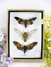 3 véritables insectes