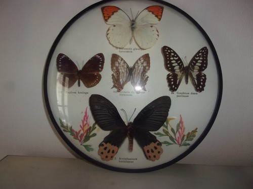 Papillons naturalisés sous