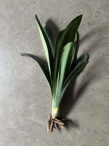 Clivia miniata bush lily 10 - miniata,