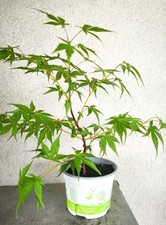 Erable du Japon - Acer