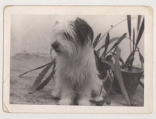 Petit chien mignon compagnon