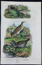 Gravure Antique Print RALE d'eau & Genets RAINETTE verte 1839 Friès & Du Casse