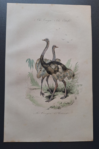 Gravure oiseau rehaussé - gravure,