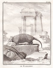 Pangolin Pholidota Animal