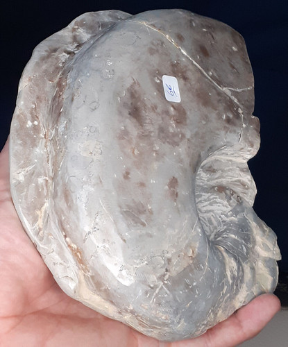 Fossile nautile nautilus - fossile,