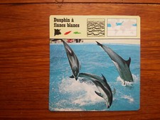 DAUPHIN A FLANCS BLANCS  Carte collection 1975 fiche animal lobby card 