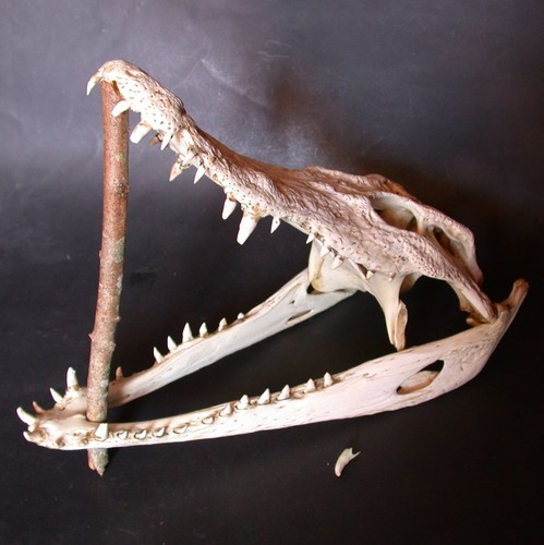 Crane véritable crocodile - crane,