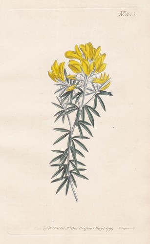 Genista linifolia brambusch - genista,