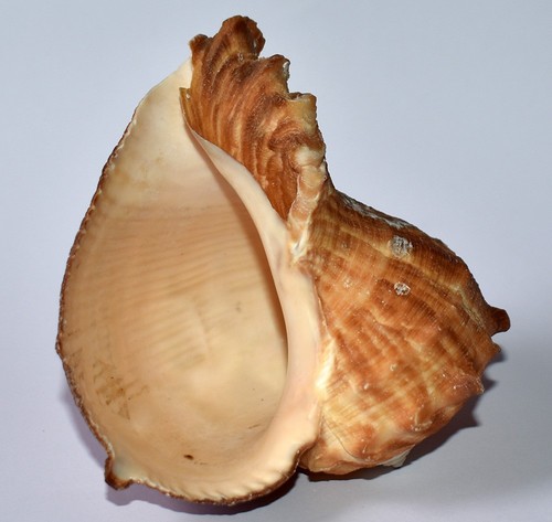 Sea shell coquillages - sea,