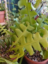 epiphyllum anguliger  bouture