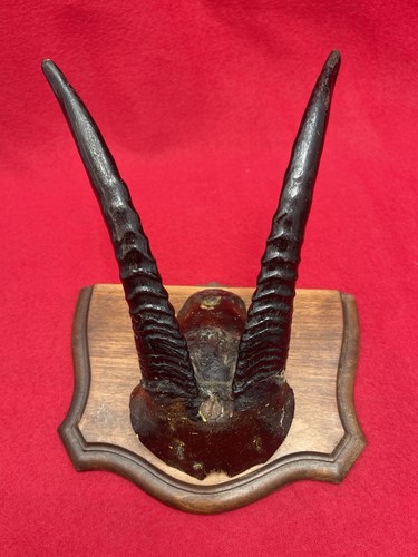 Trophée ancien petit - ancien,