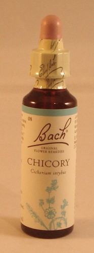 Remède fleur chicorée - fleur,