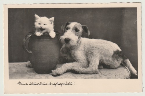 Cpa chien fox - terrier, et