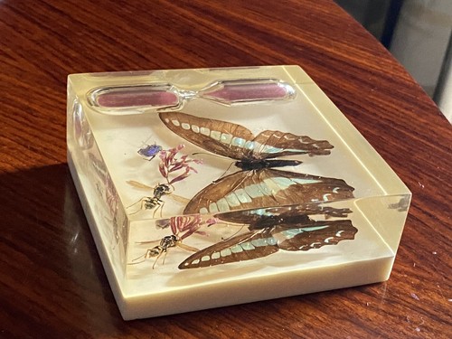 Inclusion insectes sablier - inclusion, insectes,