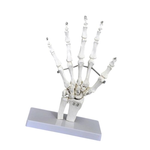 Modèle squelette - modèle,