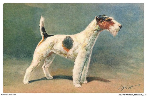 Azlp2 0169 animaux chien fox - azlp2-0169-animaux,