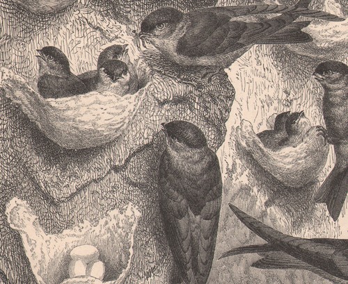 1878 gravure originale - , oiseaux